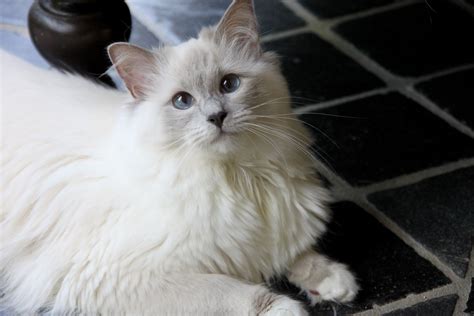 Lilac mitted Ragdoll / that eyes