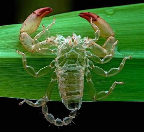 Perfectly Molted Exoskeleton of a Scorpion : interestingasfuck