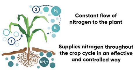 Bacterium converts air nitrogen for plants | The Western Producer