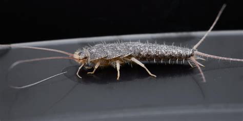 How to Exterminate Silverfish - Family First Pest Control