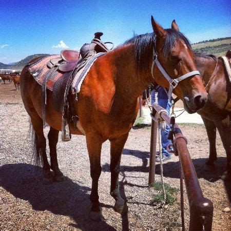 STEAMBOAT Saddleback Ranch - horseback riding, ATV rides | Steamboat springs, Dude ranch ...