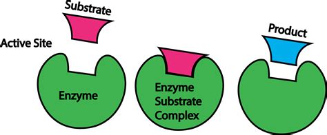 Enzymes Clipart - Full Size Clipart (#3660187) - PinClipart