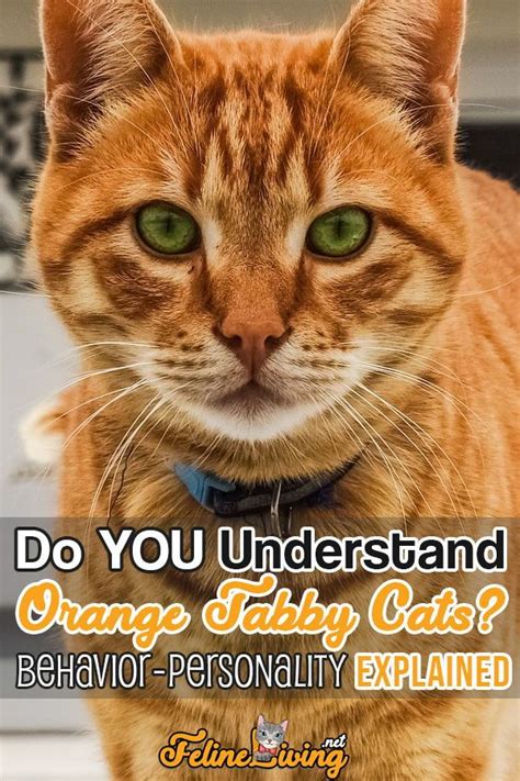 Orange Tabby Cats Facts, Personality And Genetics | Orange tabby cats ...