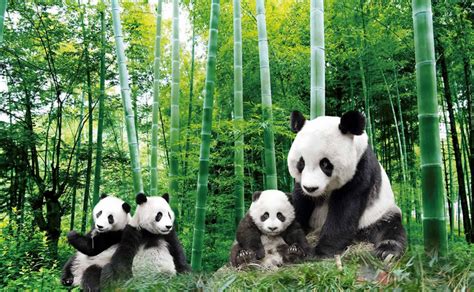 Bamboo Forest Pandas | AJ Wallpaper