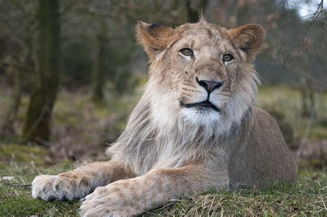 Free photo: Lion, Zoo, Male Lion, Expensive - Free Image on Pixabay ...