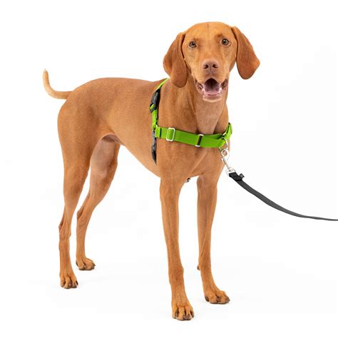 SoftWalk No-Pull Dog Harness DOG, 48% OFF | techuda.com