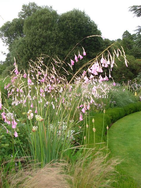 Dierama pulcherrimum – Peak Cottage Plants