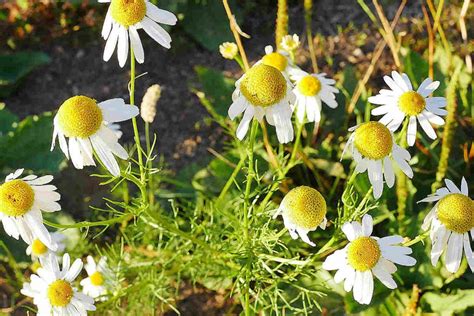 Chamomile Flower Meaning in the language of flowers - SimplyBeyondHerbs