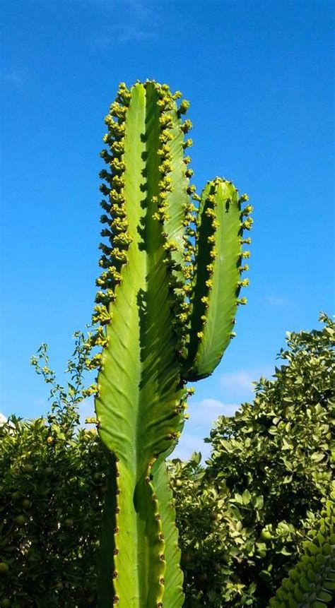 Euphorbia candelabrum | Suculentas, Jardin botanico, Flores