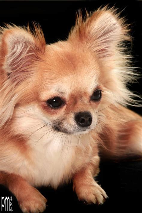 Long haired Chihuahua | Chihuahua, Chihuahua dogs, Cute dogs