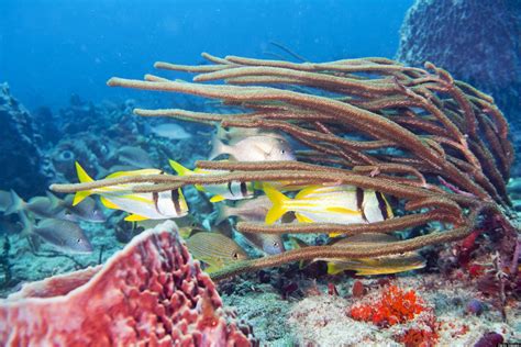 Florida Coral Reef Conservation Program Seeks Input Via Public Meetings | HuffPost