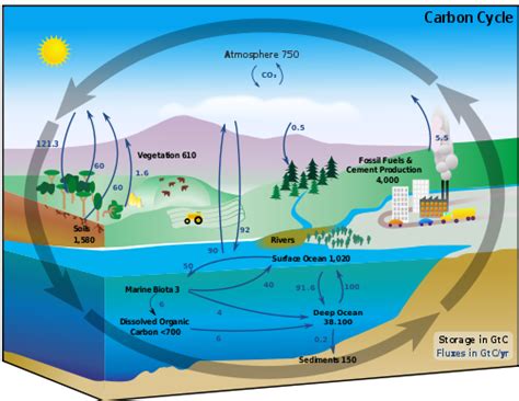 The Carbon Cycle: Sources and Sinks