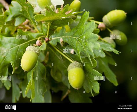 Freshly growing acorns of the English oak tree Quercus robor or Stock Photo: 12640213 - Alamy