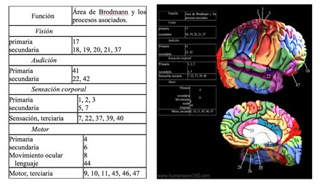 Talking about learning: Study of the brain through images ...