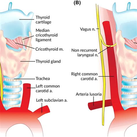 Normal right recurrent laryngeal nerve (A) and right nonrecurrent... | Download Scientific Diagram