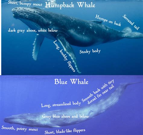 How to tell the difference between Blue Whales and Humpback Whales : r/Bluewhales