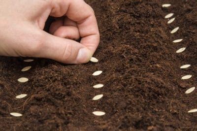 Planting Cucumber Seeds Like Your Were Born a Cuke Farmer