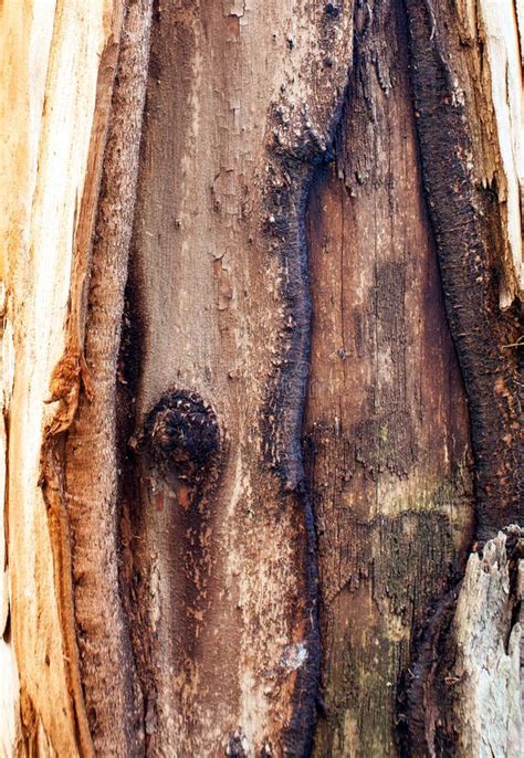 Eucalyptus Deglupta Trunk Bark Texture Stock Photo - Image of brown, abstract: 127293668