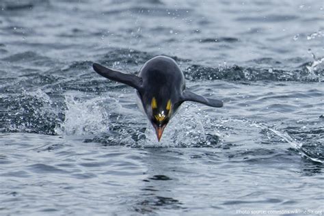 Interesting facts about macaroni penguins | Just Fun Facts