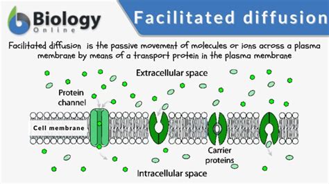 Facilitated diffusion - Definition and Examples - Biology Online Dictionary