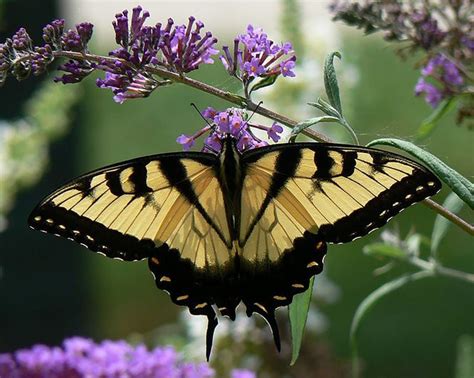 15 common butterflies of Pennsylvania for National Learn About Butterflies Day - pennlive.com