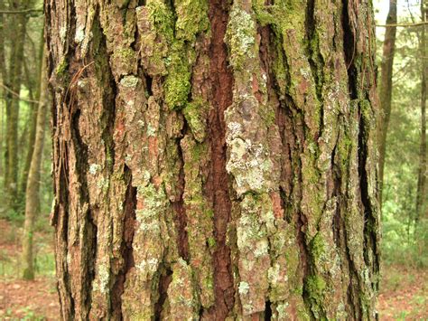 Free photo: Tree Bark - Abstract, Skin, Old - Free Download - Jooinn