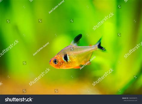 Red Phantom Tetra Hyphessobrycon Sweglesi Macro Stock Photo 1960099075 ...