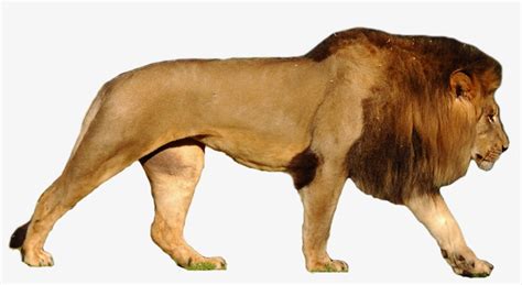 Lion Png - Lion Vs Polar Bear Size Transparent PNG - 1281x643 - Free Download on NicePNG