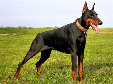 Doberman Pinscher