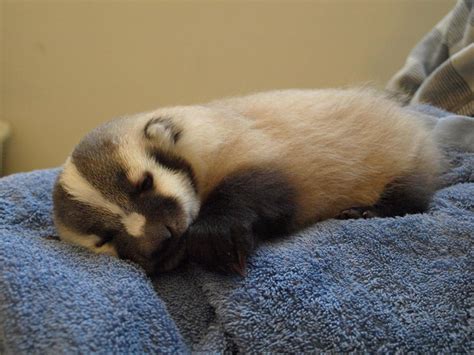 badger babies! : aww