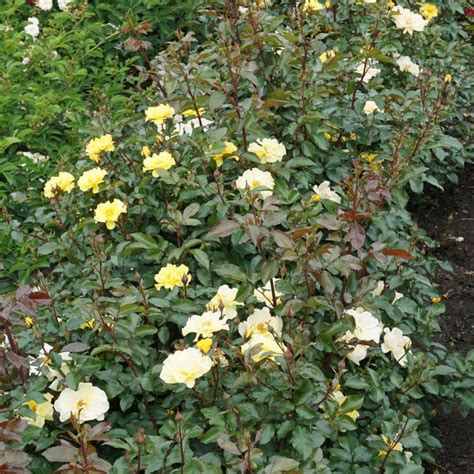 Rosa Nitty Gritty® RuIrI0109A Rose | Garden Center Marketing