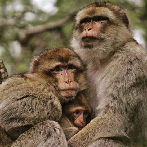 Free stock photo of family, monkey, nature