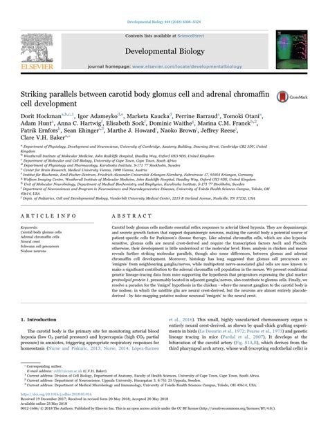 (PDF) Striking parallels between carotid body glomus cell and adrenal chromaffin cell development