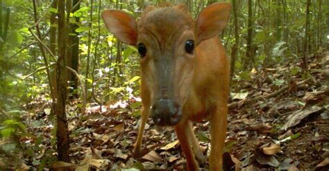 2.5 million photos show tropical forest biodiversity is faring better ...