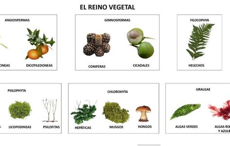 Ciencia sobre las células