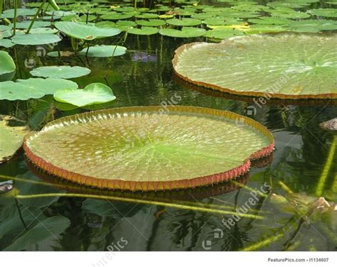 Image result for giant lily pads | Lily pads, Lily, Pad