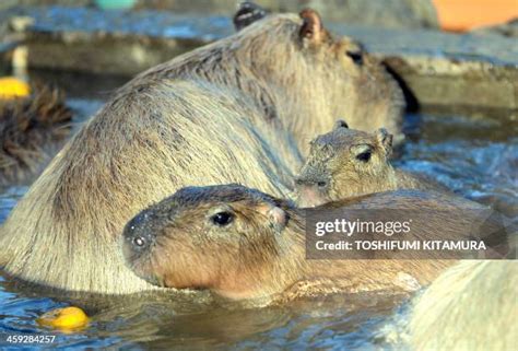 120 Japan A Capybara Stock Photos, High-Res Pictures, and Images ...