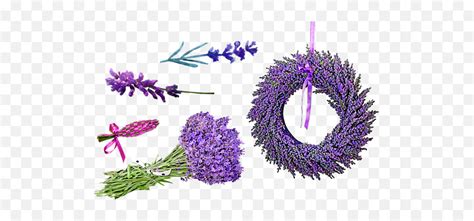 100 Free Lavender U0026 Purple Illustrations - Pixabay Lavender Emoji,Purple Flower Emoji - free ...