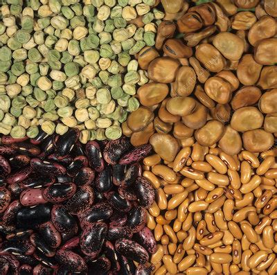 Legume seeds - Stock Image - C006/5085 - Science Photo Library