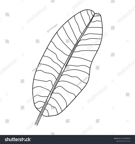 Linear Banana Leaf Illustration Hand Drawing Stock Vector (Royalty Free ...