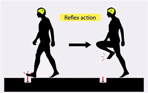 How Does The Speed Of Reflex Actions Compare To Normal Responses?