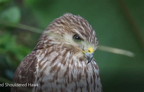 Florida Hawk ID - Help Me Identify a North American Bird - Whatbird Community