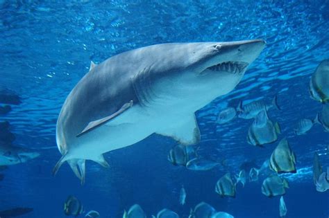 Premium Photo | Shark swimming underwater