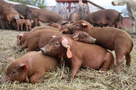 Red Wattle piglets Three Little Piggies, This Little Piggy, Pastured ...