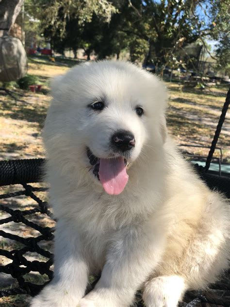 Great Pyrenees Puppies For Sale | Lady Lake, FL #325044