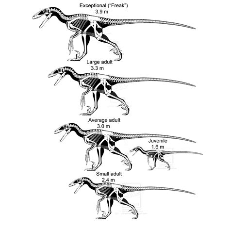 Image - Hypothetical Deinonychus size range.png | Reptipedia | FANDOM ...