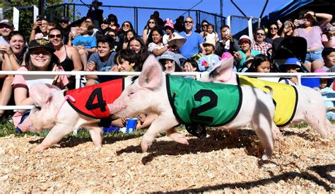 Pig racing -- cute or cruel? The answer isn't simple