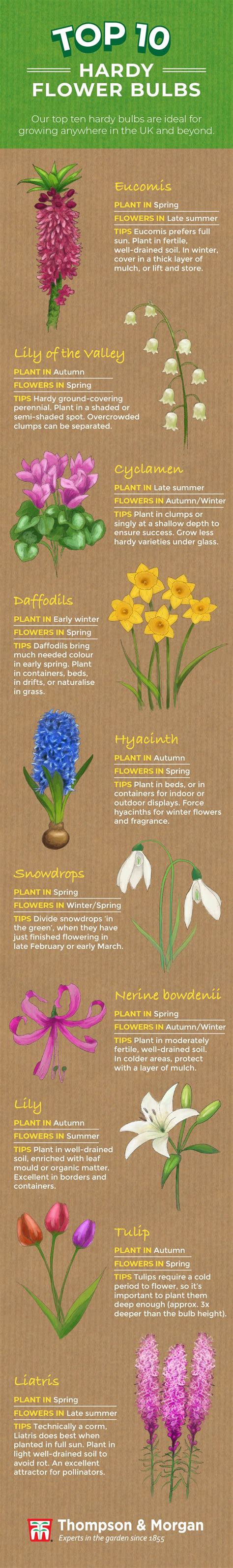 Top 10 Hardy Flower Bulbs [Infographic] | Bulb flowers, Daffodils planting, Late summer flowers