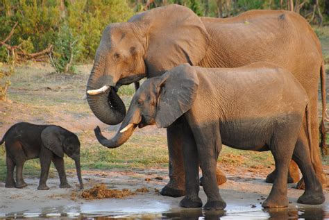 Elephants Are Mysteriously Dying in Botswana - Yale E360