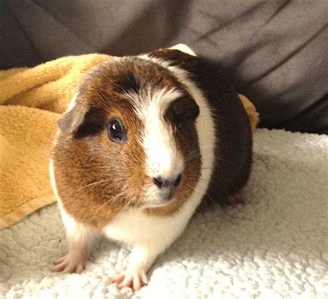 Pin on Pet guinea pigs